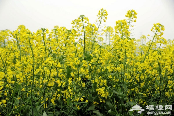 抓住五月的尾巴 賞房山長溝油菜花海