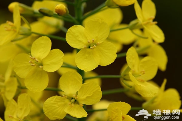 抓住五月的尾巴 賞房山長溝油菜花海