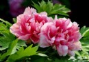 北京植物園牡丹郁金香全開了