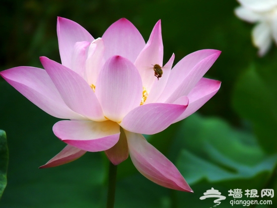 11條園博會旅游線路 春夏秋三季都有去處[牆根網]