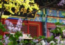 2013京郊春季賞花游 紅螺寺賞花攻略
