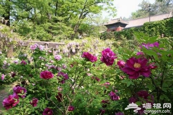 2013京郊春季賞花游 紅螺寺賞花攻略