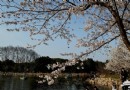 北京植物園桃花節 5條賞花線路推薦