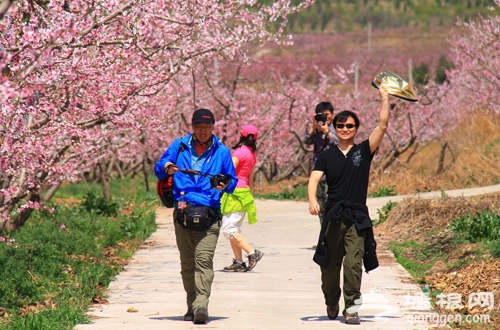 走進桃花 走出美麗 平谷十大登山徒步路線推薦