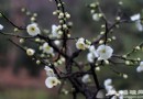 京郊熱門賞花地推薦