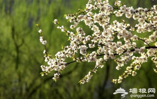 2013年香山公園第十一屆山花節活動