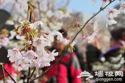 2013北京踏青賞花節攻略