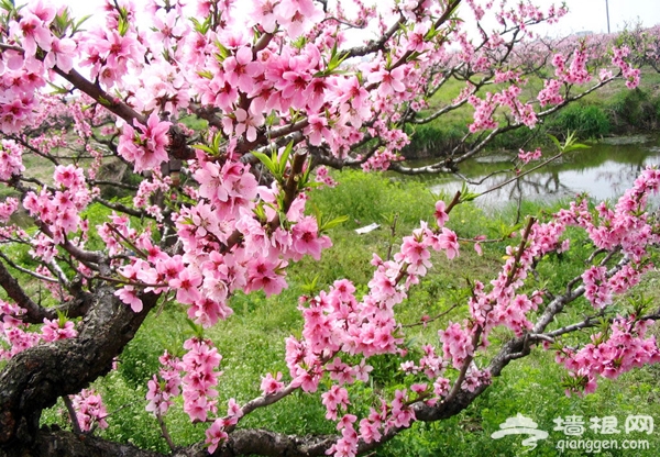 桃色滿園 北京植物園第25屆桃花節賞花攻略