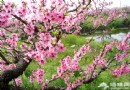 2013北京植物園第25屆桃花節賞花攻略