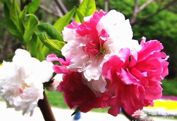 桃色滿園 北京植物園第25屆桃花節賞花攻略