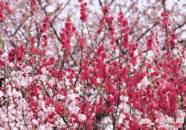 桃色滿園 北京植物園第25屆桃花節賞花攻略