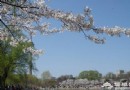 2013北京清明節去哪玩?踏青賞花京郊游