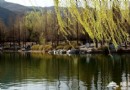 2013北京香山公園山花節