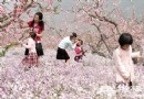 2013平谷第十五屆國際桃花節攻略