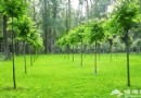 2013北京生態游 植樹節播下希望的種子