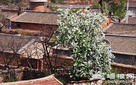 北京踏青賞花好去處 吃開河魚住農家院(旅游攻略)