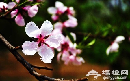 北京踏青賞花好去處 吃開河魚住農家院(旅游攻略)