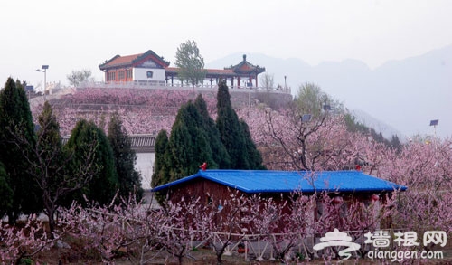 北京踏青賞花好去處 吃開河魚住農家院(旅游攻略)