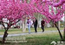 2013懷柔春季賞花踏青線路
