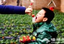 昌平草莓采摘攻略