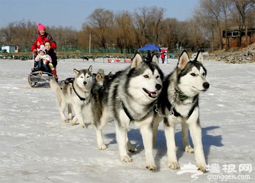 2013第三屆狂飙樂園冰雪節 風景如畫感悟冰雪文化  