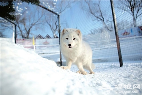 2013第三屆狂飙樂園冰雪節 風景如畫感悟冰雪文化  