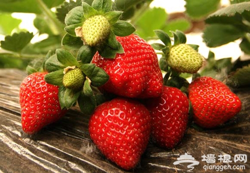 懷柔草莓采摘一日游 紅莓園“莓”色如畫