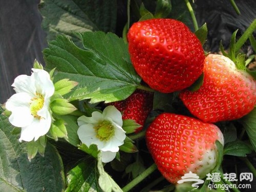懷柔草莓采摘一日游 紅莓園“莓”色如畫
