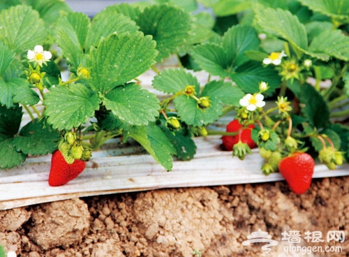 京郊草莓采摘一日游 壽草莓基地莓完莓了的愛