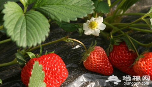 京郊草莓采摘一日游 壽草莓基地莓完莓了的愛