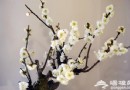 2013年北京植物園臘梅展