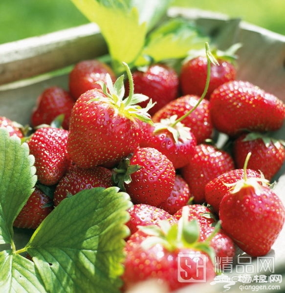 京郊草莓采摘、住農家、泡溫泉，快樂周末ABC[牆根網]