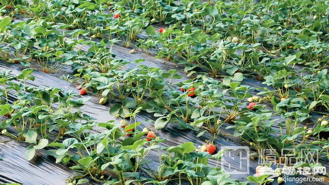 京郊草莓采摘、住農家、泡溫泉，快樂周末ABC[牆根網]