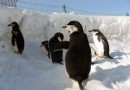 冬季玩雪好去處 工體首屆極地冰雪嘉年華攻略
