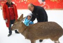 2013玉淵潭第四屆冰雪文化節 靈潭飛雪　玉湖同春