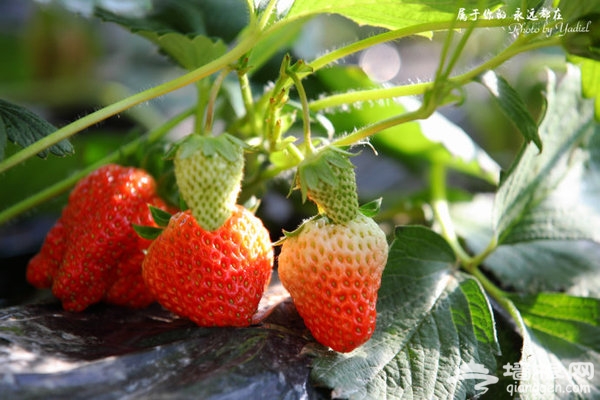 北京冬季草莓采摘一日游攻略[牆根網]