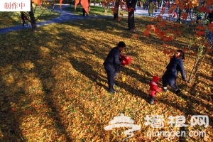 北京公園賞落葉五處最佳[牆根網]