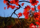賞秋菊觀彩葉 北京市屬公園游玩推薦