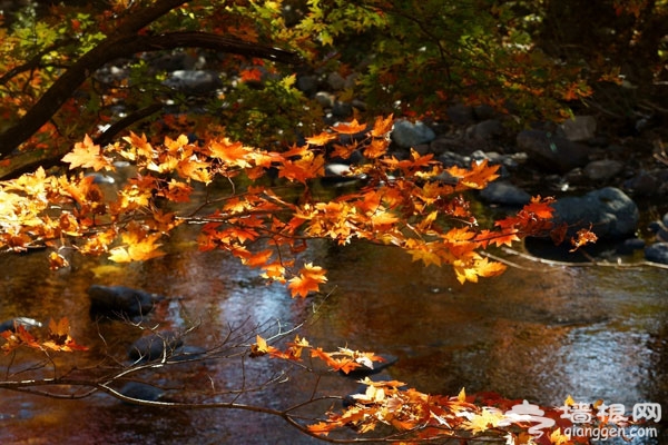 京郊賞紅葉目的地推薦:金海湖