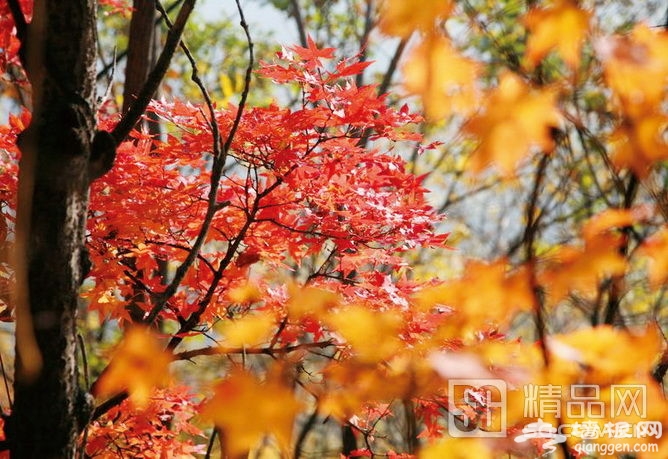 一葉知秋 最全北京賞“紅”攻略[牆根網]