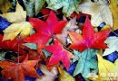 2012香山紅葉文化節 游玩攻略指南