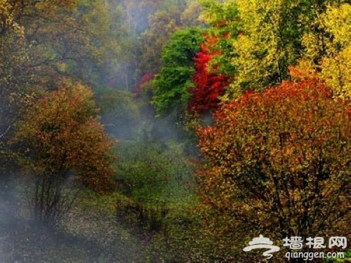 園鹫峰國家森林公園——秋季紅葉正當時