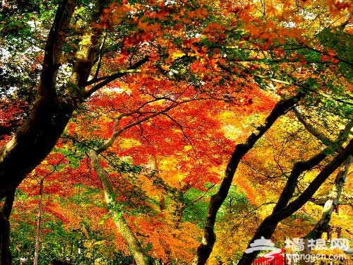 京郊賞紅葉目的地推薦:妙峰山一覽眾山小