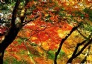 京郊賞紅葉目的地推薦：妙峰山一覽眾山小