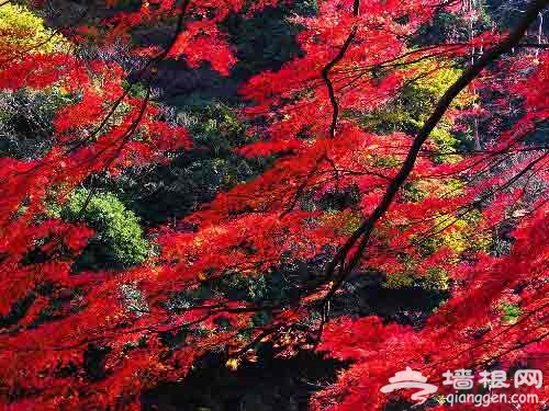 京郊賞紅葉目的地推薦:妙峰山一覽眾山小