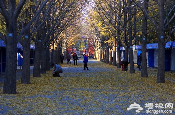 金秋攝影游：地壇公園銀杏大道游玩攻略