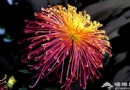 2012北京菊花文化節 秋游北京國際鮮花港賞花攻略