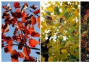 2012香山紅葉 北京深秋的彩色記憶
