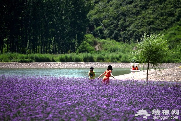 密雲人間花海觀光園：一場與紫色的邂逅 