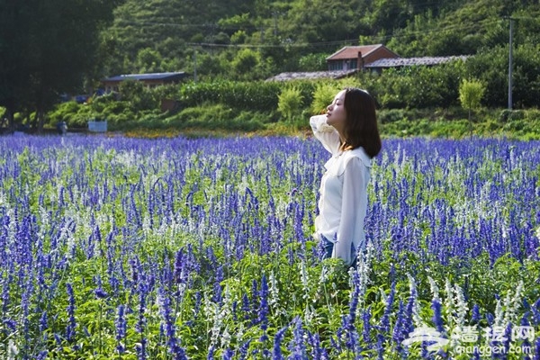 密雲人間花海觀光園：一場與紫色的邂逅 